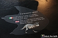 VBS_0878 - Dinosauri. Terra dei giganti